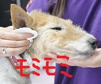 お耳掃除♪_c0245679_18235560.jpg