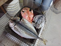 炭火焼_d0195183_415128.jpg