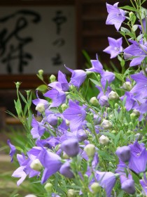 ★合歓の花と桔梗、鎌倉☆_c0168984_11251380.jpeg