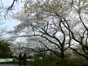 ☆川喜多邸の公開、桜舞う！_c0168984_11550797.jpeg