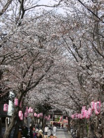 桜祭り、称名寺に行ってきました。_c0168984_12150524.jpeg