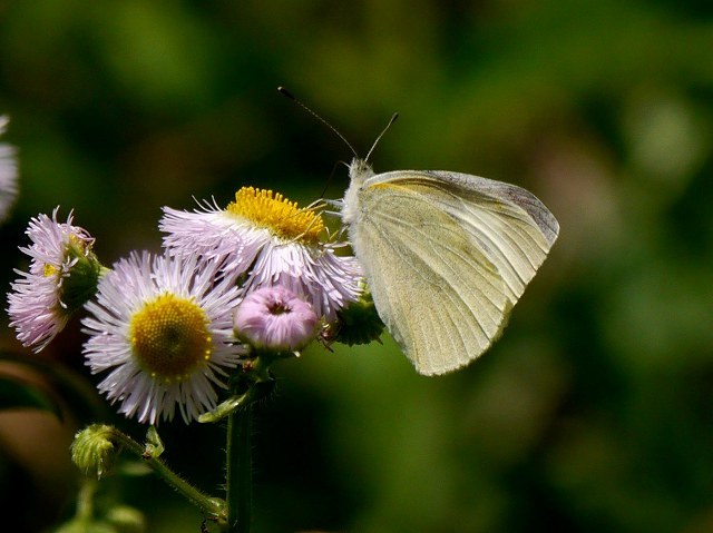 大百池公園の蜘蛛と昆虫たち（ウスキシャチホコ、ヒメホシカメムシ、クロスジオチバカニグモ、オオバナミガタエダシャク）_d0088184_20511903.jpg