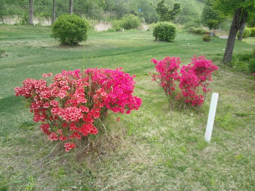 パークゴルフ場の紅い花々_b0219993_1640230.jpg