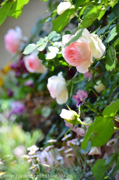 母の日プレゼント、そして庭の薔薇　Handmade Stool on Mother\'s Day & My Garden Rose　_d0025294_19445487.jpg