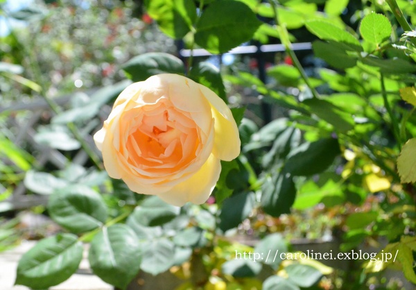 母の日プレゼント、そして庭の薔薇　Handmade Stool on Mother\'s Day & My Garden Rose　_d0025294_19452029.jpg
