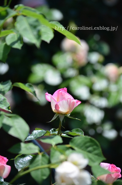 母の日プレゼント、そして庭の薔薇　Handmade Stool on Mother\'s Day & My Garden Rose　_d0025294_19453078.jpg