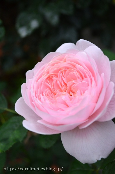 母の日プレゼント、そして庭の薔薇　Handmade Stool on Mother\'s Day & My Garden Rose　_d0025294_19453886.jpg