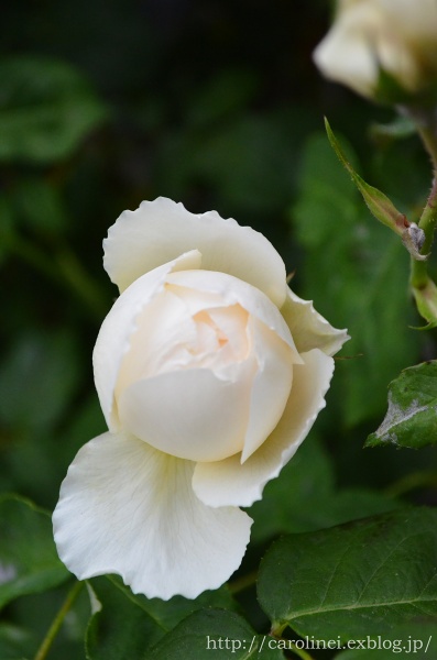 母の日プレゼント、そして庭の薔薇　Handmade Stool on Mother\'s Day & My Garden Rose　_d0025294_1945858.jpg