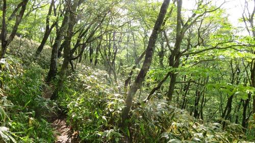 八溝山 : 遊山通信