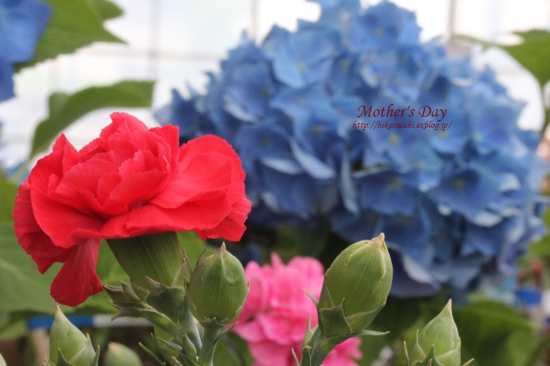 Mother\'s　Day_a0233497_1991840.jpg