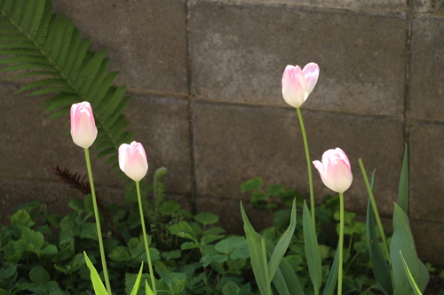 霞のような想い出：Ｍｙ　favorite　tulip　　２０１５．５．１１　朝_c0075701_19454242.jpg