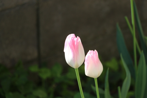 霞のような想い出：Ｍｙ　favorite　tulip　　２０１５．５．１１　朝_c0075701_19455461.jpg