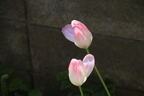 霞のような想い出：Ｍｙ　favorite　tulip　　２０１５．５．１１　朝_c0075701_19463184.jpg