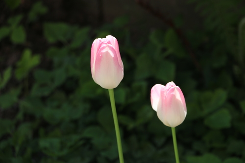 霞のような想い出：Ｍｙ　favorite　tulip　　２０１５．５．１１　朝_c0075701_19463737.jpg