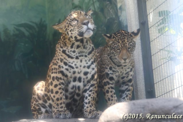 天王寺動物園の双子ジャガー 大きくなりました Plant And Animal 天王寺動物園の双子ジャガー 大きくなりました Plant And Animal