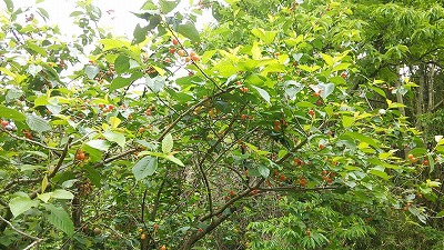 e0270403_17575666.jpg