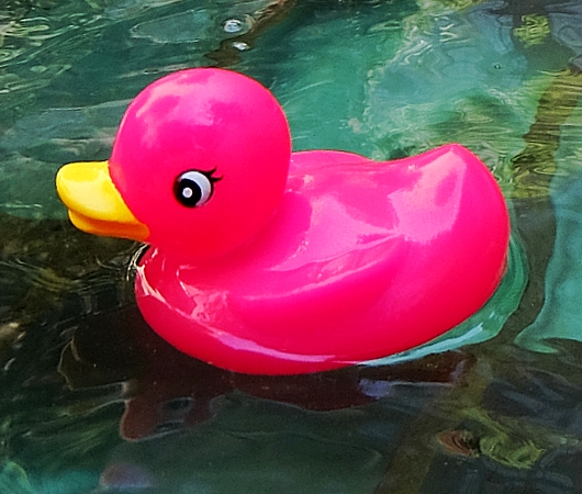 ロックフェラーセンターの噴水に謎のピンクのラバー・ダックいっぱい_b0007805_20571648.jpg