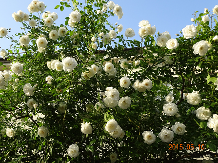b0031710_19281297.png