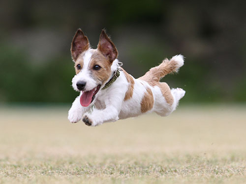 ホリデーアフタームーンさんで2015年春の飛行犬撮影会_e0196319_221983.jpg