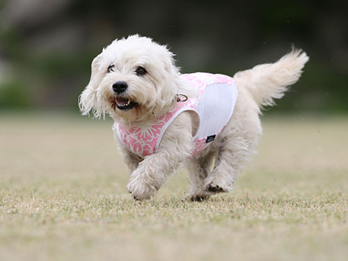 ホリデーアフタームーンさんで2015年春の飛行犬撮影会_e0196319_222941.jpg