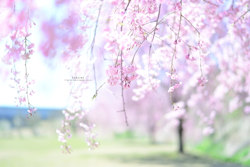2015「お気に入り桜ショット」ありがとうございました！_f0357923_11244271.jpg