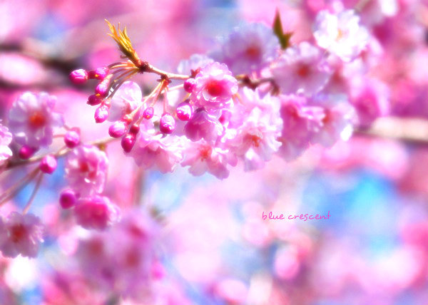 2015「お気に入り桜ショット」ありがとうございました！_f0357923_11291288.jpg