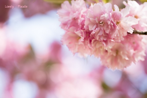 2015「お気に入り桜ショット」ありがとうございました！_f0357923_1137495.jpg