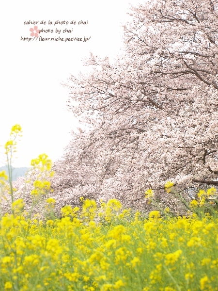 2015「お気に入り桜ショット」ありがとうございました!_f0357923_1211244.jpg