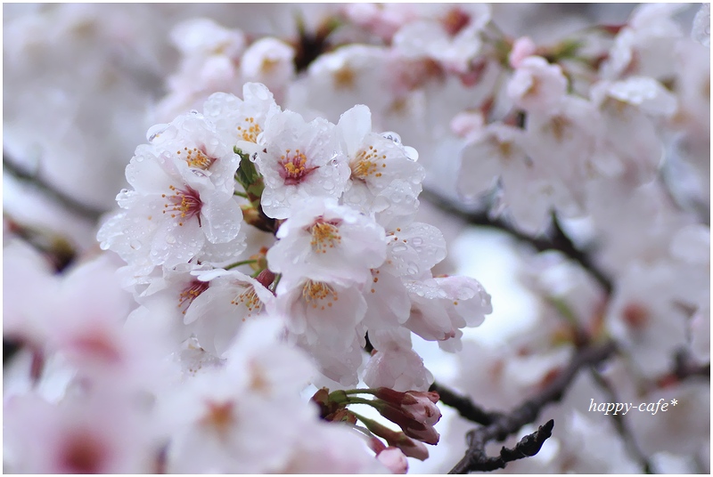 2015「お気に入り桜ショット」ありがとうございました！_f0357923_1301110.jpg