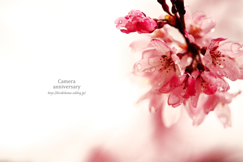 2015「お気に入り桜ショット」ありがとうございました！_f0357923_13104982.jpg