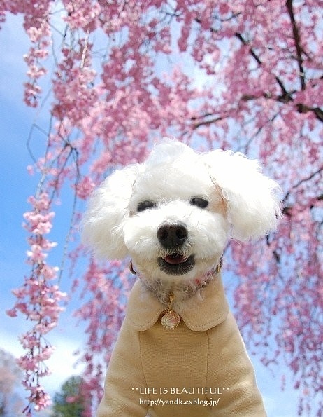 2015「お気に入り桜ショット」ありがとうございました!_f0357923_13201775.jpg