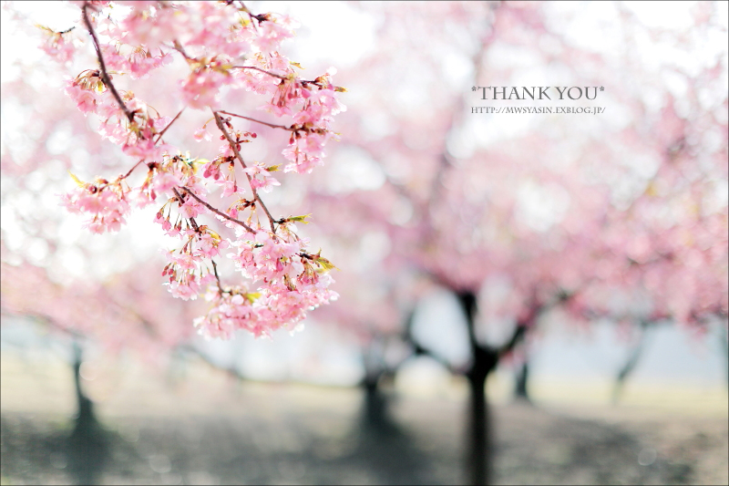 2015「お気に入り桜ショット」ありがとうございました!_f0357923_13445986.jpg