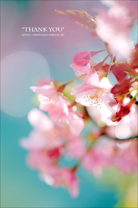 2015「お気に入り桜ショット」ありがとうございました！_f0357923_13452264.jpg