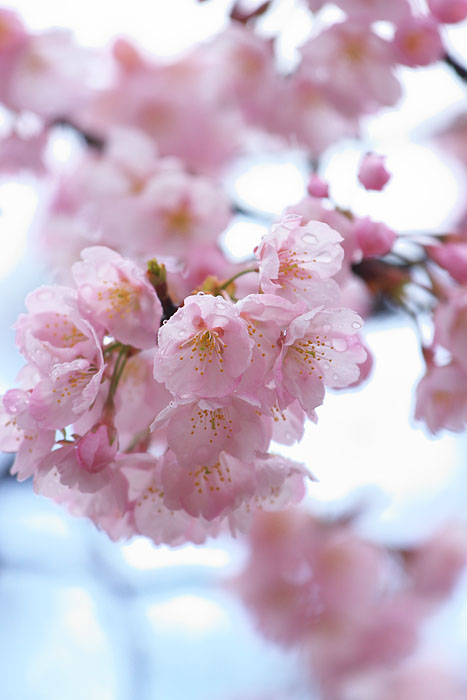 2015「お気に入り桜ショット」ありがとうございました！_f0357923_1351359.jpg