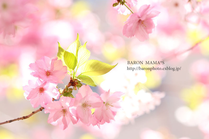 2015「お気に入り桜ショット」ありがとうございました！_f0357923_137819.jpg