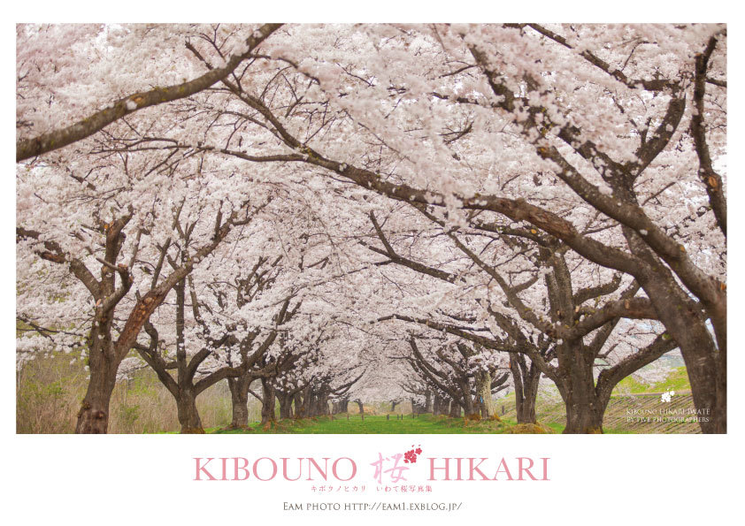 2015「お気に入り桜ショット」ありがとうございました！_f0357923_161528.jpg