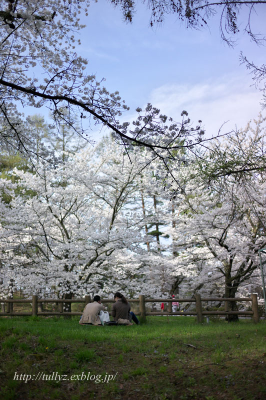 アルプス公園の桜（２）_d0108132_22115180.jpg