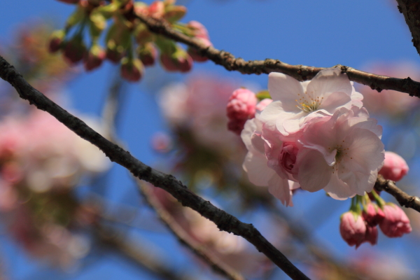 春爛漫・桜便り・最終回（稲荷山公園～横川）_f0229832_9132049.jpg