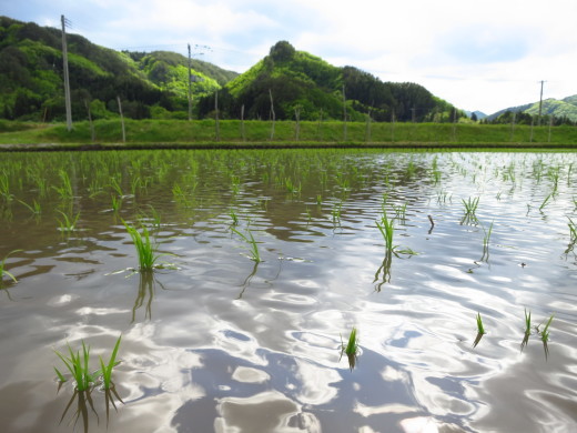 岩泉では田植え真っ盛りです。_b0206037_08250767.jpg