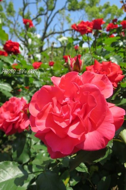 京都府立植物園のバラ園２０１５♡その２_f0295238_10562190.jpg