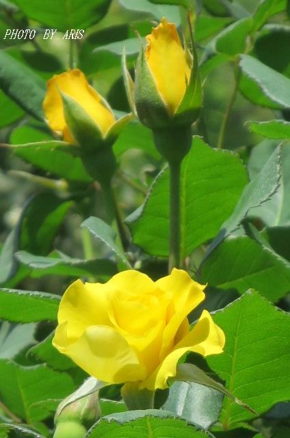 京都府立植物園のバラ園２０１５♡その２_f0295238_14043849.jpg