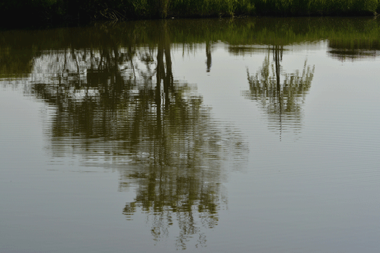 c0093046_17291178.gif