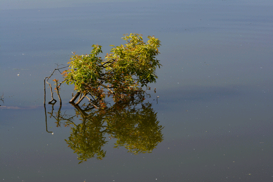 c0093046_1729271.gif