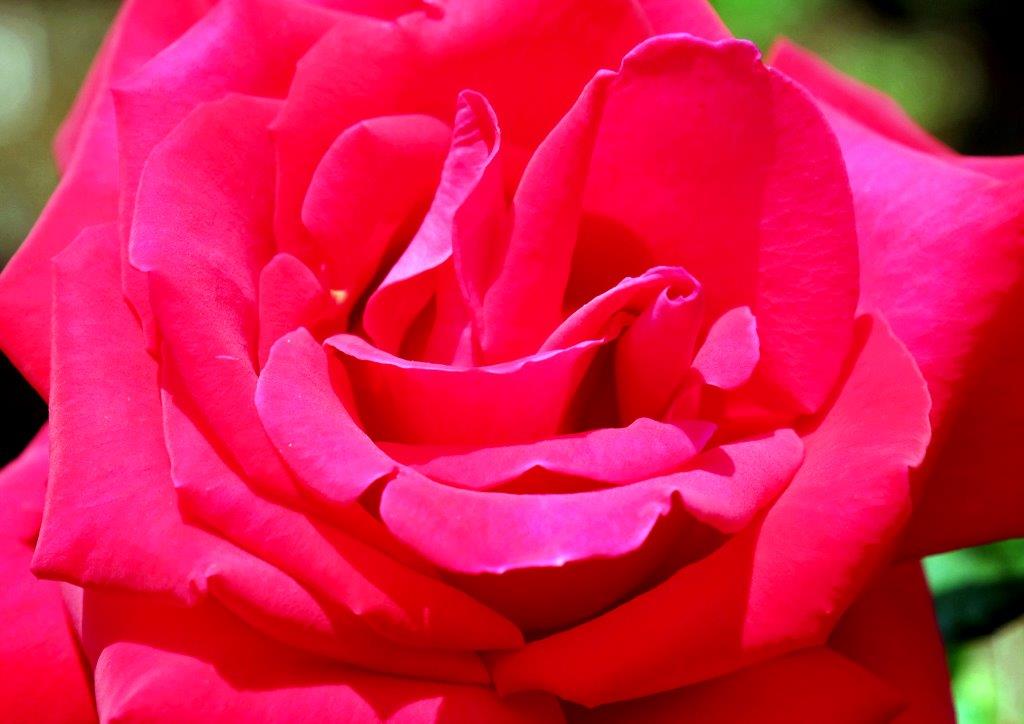 2015年05月　　薔薇の花咲くヴェルニー公園_c0094546_14324787.jpg