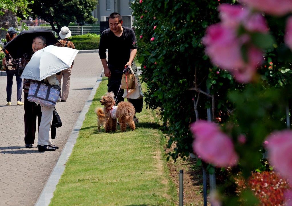 2015年05月　　薔薇の花咲くヴェルニー公園_c0094546_14392496.jpg