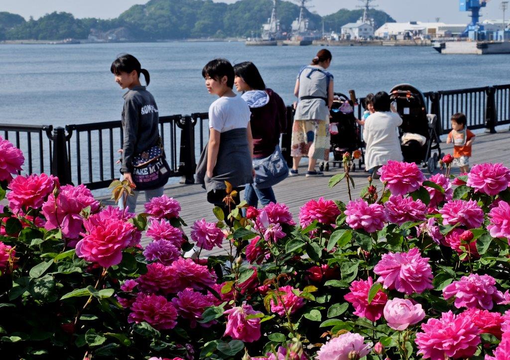 2015年05月　　薔薇の花咲くヴェルニー公園_c0094546_1537474.jpg