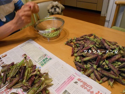 新作・襟付きワンピとツタンカーメン豆ご飯。_c0261346_22152948.jpg