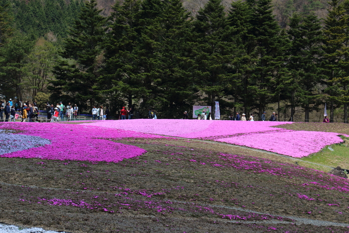 富士芝桜まつり☆１_d0152261_13411984.jpg