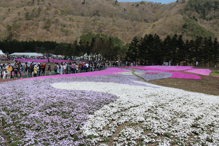 富士芝桜まつり☆１_d0152261_13415428.jpg