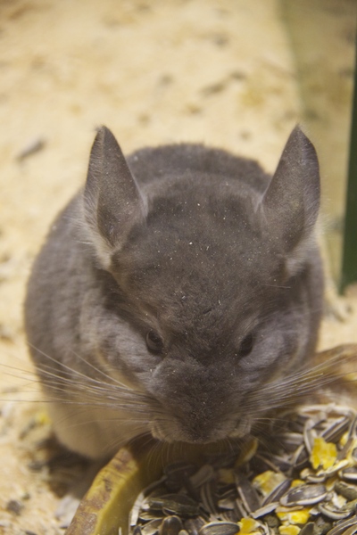 ３月のこと　　ピエリ守山の動物園へ_b0286869_14484437.jpg